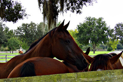 Florida Horses image 1