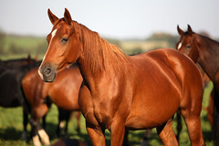 Florida Horses image 3